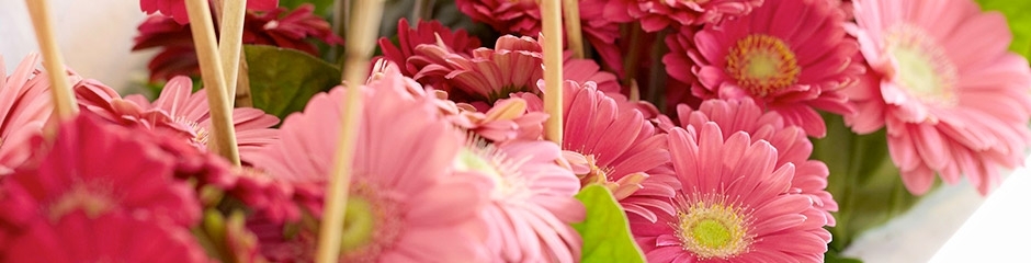 Gerbera