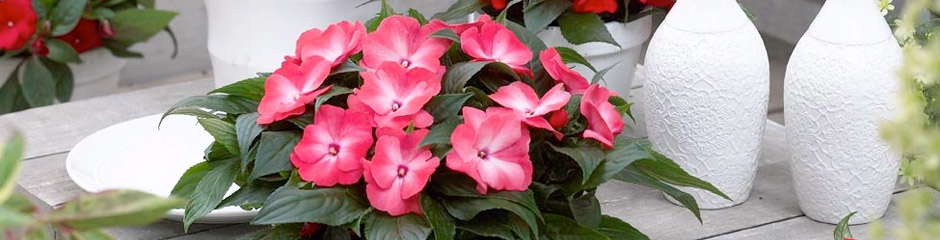 Hanging Baskets