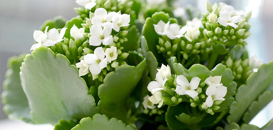 Kalanchoe