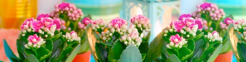 Kalanchoe Double Flower