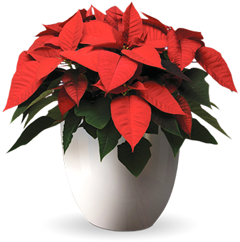 Poinsettia