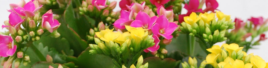 Tri Color Kalanchoe