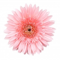 Gerbera