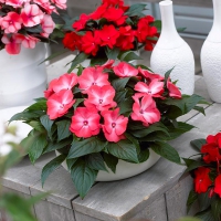 Hanging Baskets