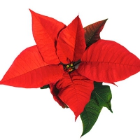 Poinsettia