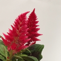 Celosia